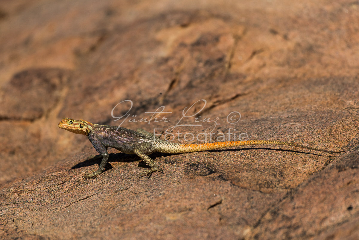 Siedleragame (Agama agama)
