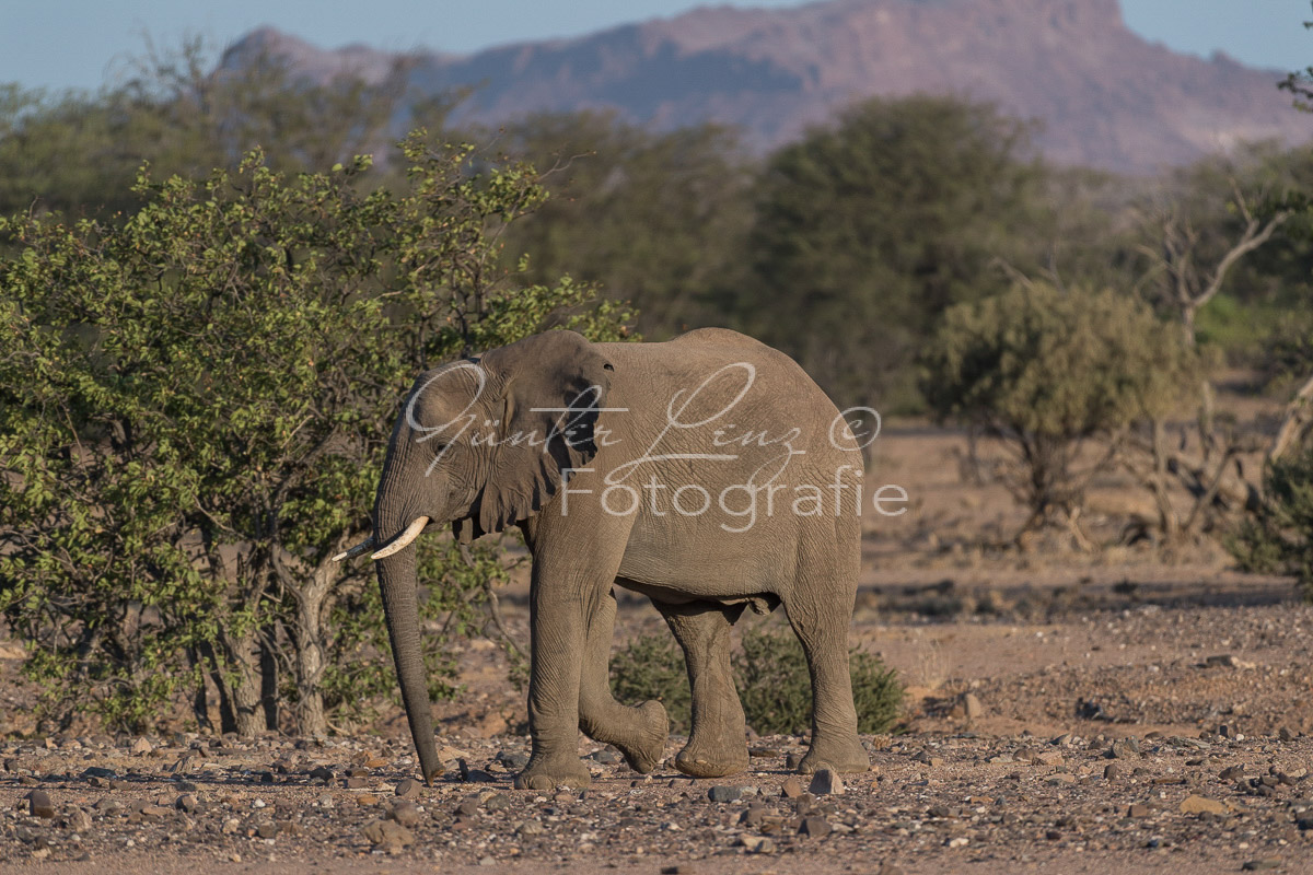 Wüstenelefanten, Damaraland