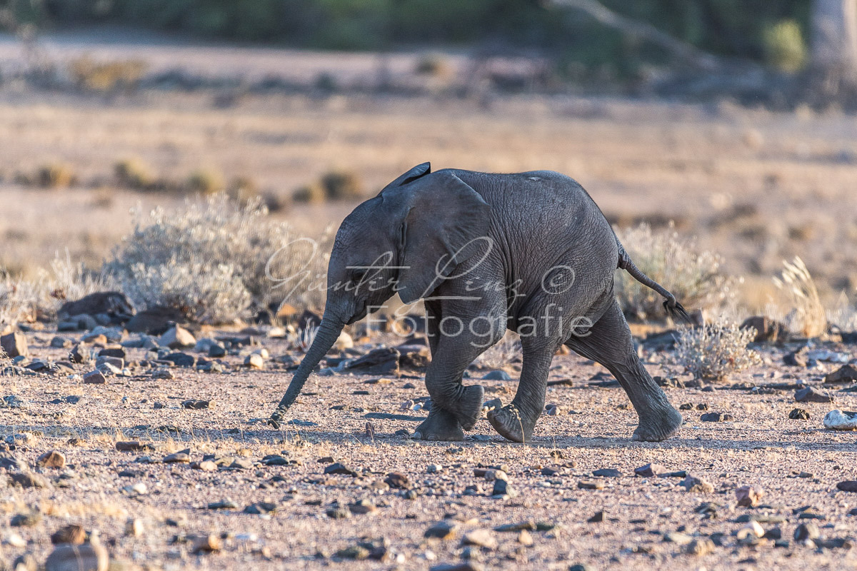 Wüstenelefanten, Damaraland