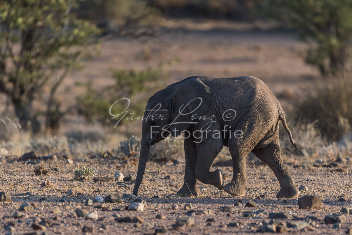 Wüstenelefanten, Damaraland