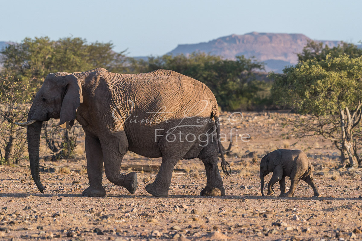 Wüstenelefanten, Damaraland