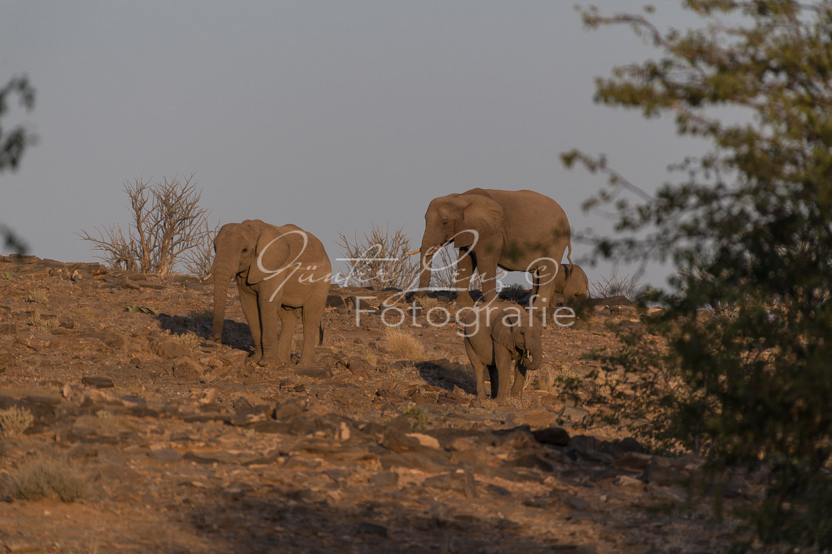 Wüstenelefanten, Damaraland