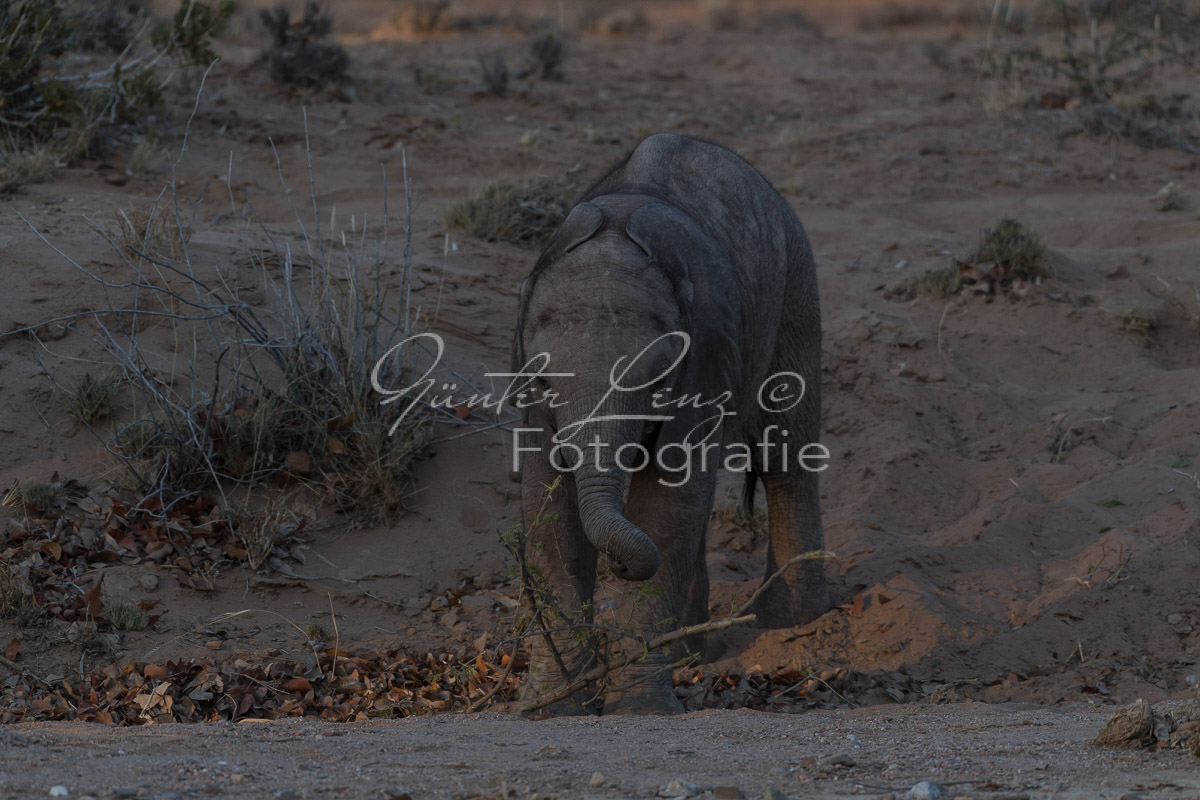Wüstenelefanten, Damaraland