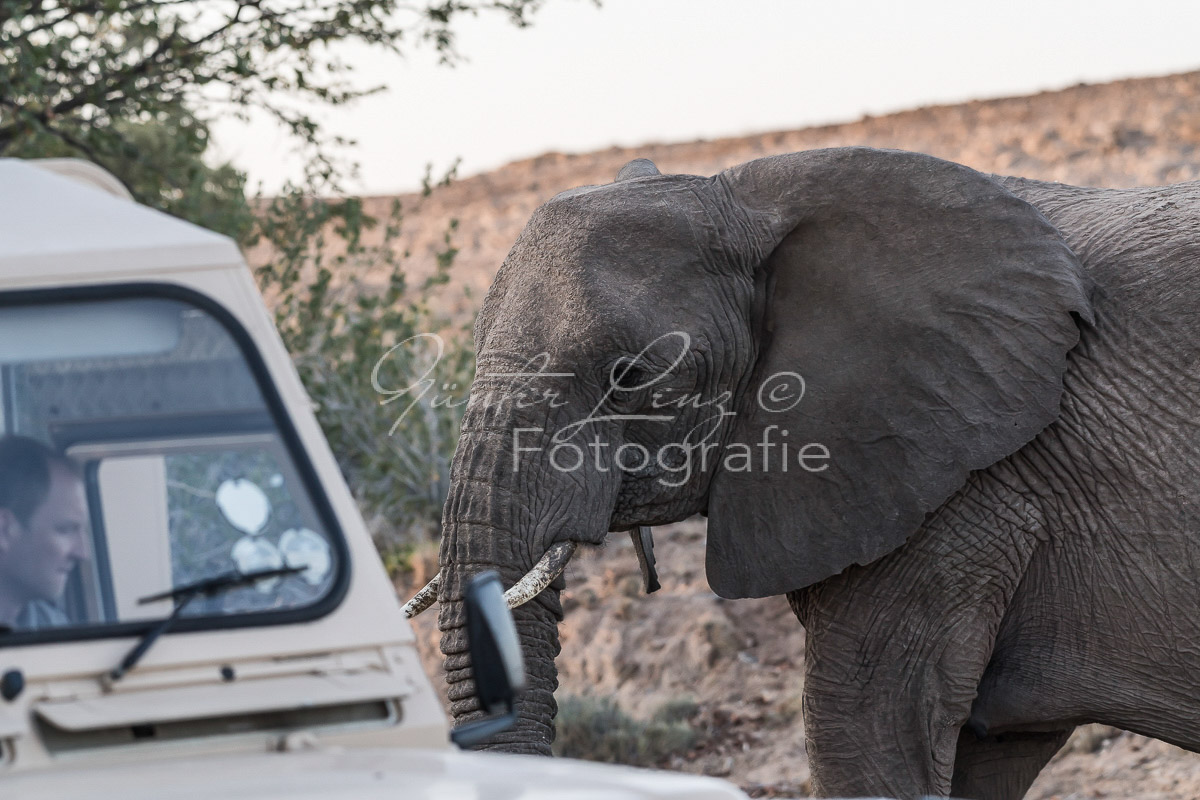 Wüstenelefanten, Damaraland