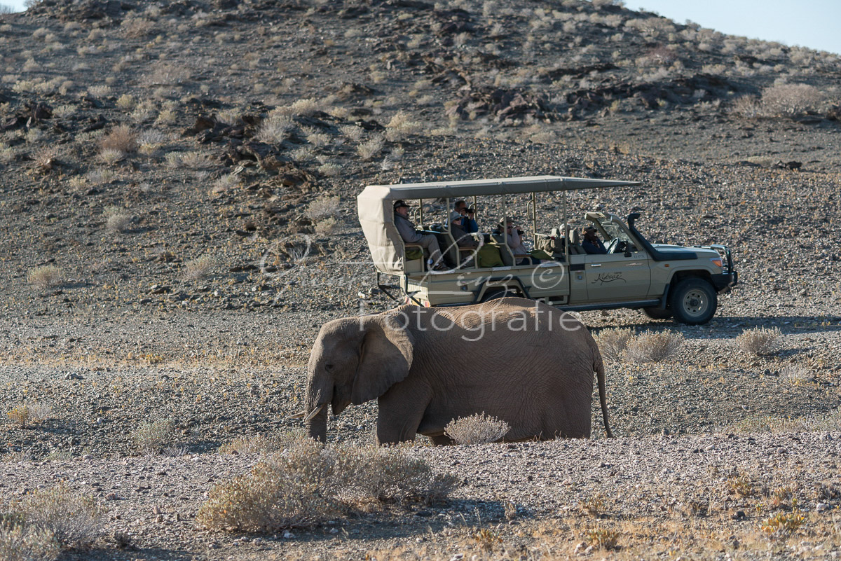 Wüstenelefanten, Damaraland