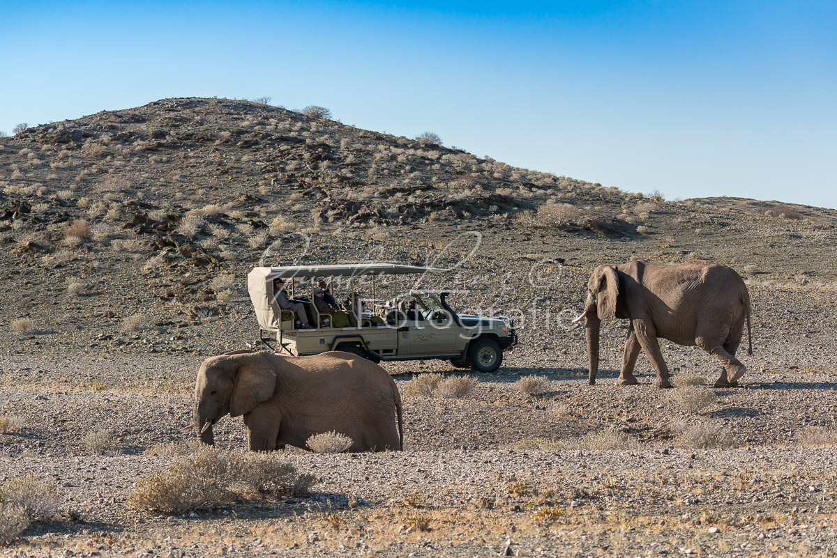 Wüstenelefanten, Damaraland