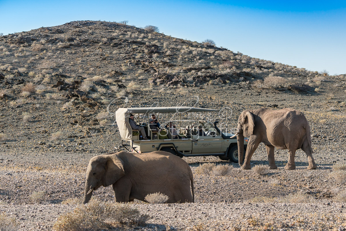 Wüstenelefanten, Damaraland