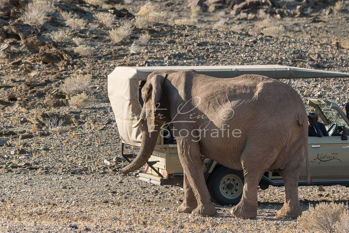 Wüstenelefanten, Damaraland