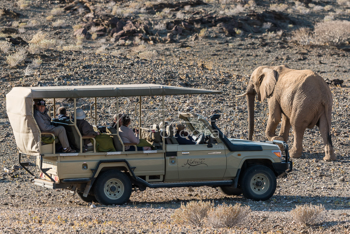 Wüstenelefanten, Damaraland