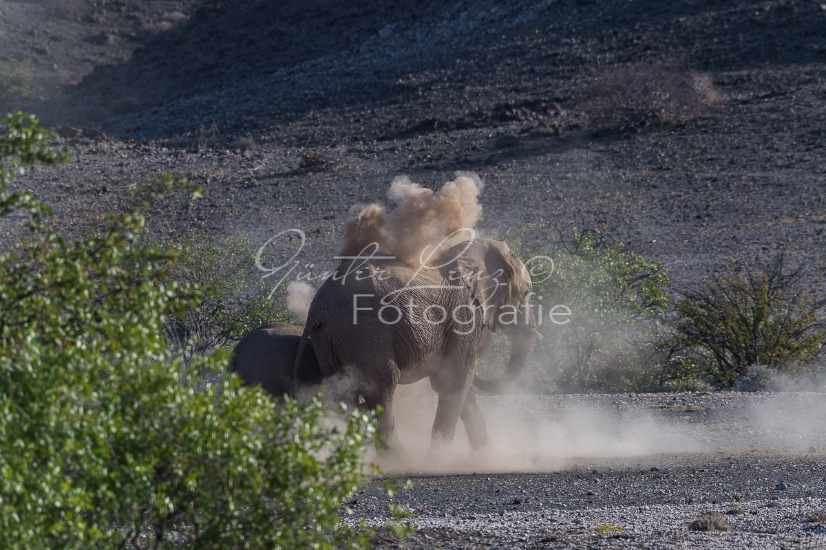 Wüstenelefanten, Damaraland