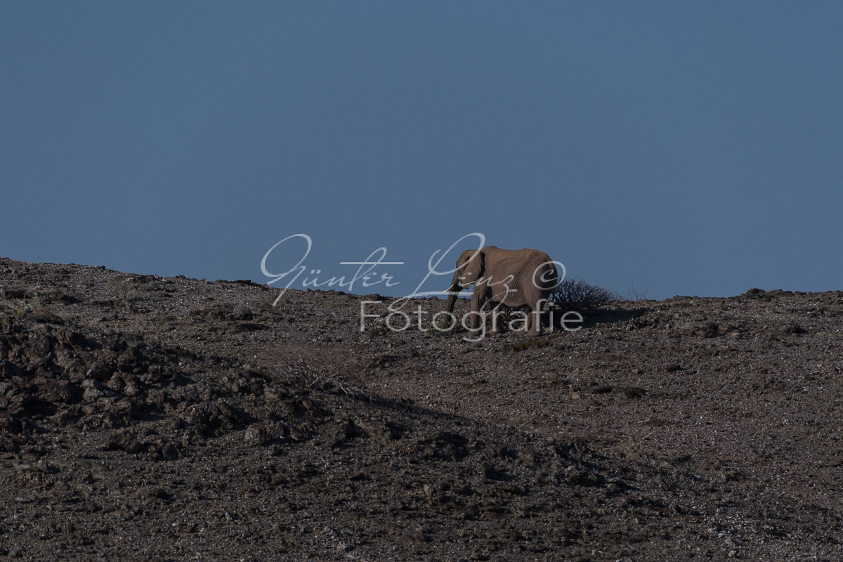 Wüstenelefanten, Damaraland