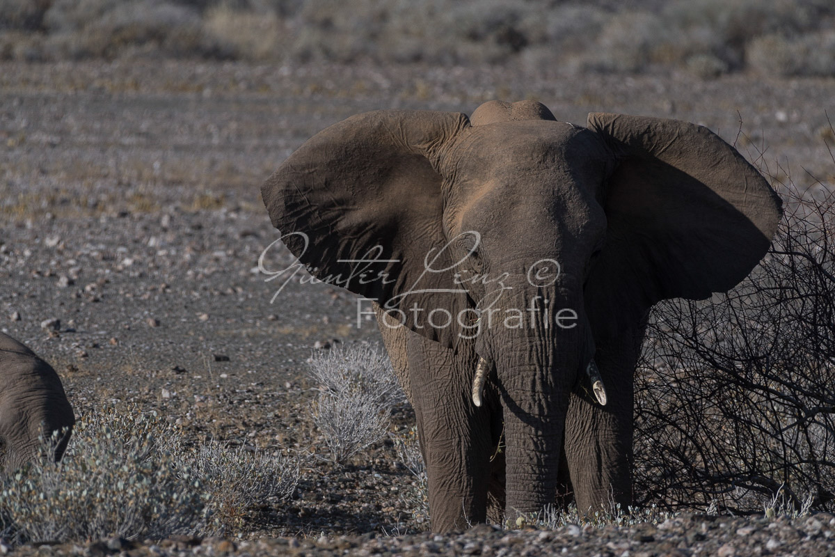 Wüstenelefanten, Damaraland