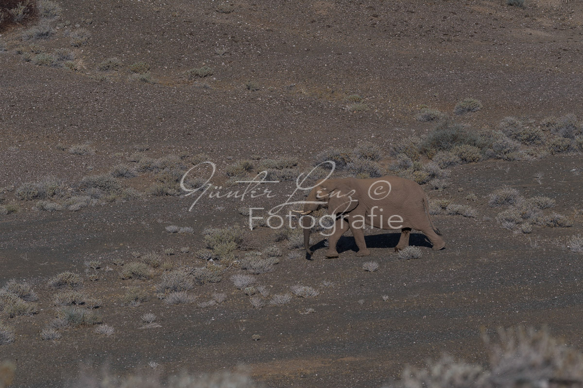 Wüstenelefanten, Damaraland