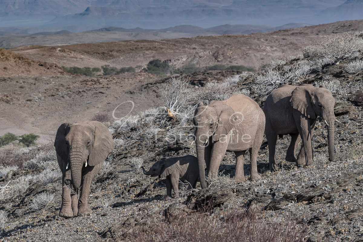 Wüstenelefanten, Damaraland