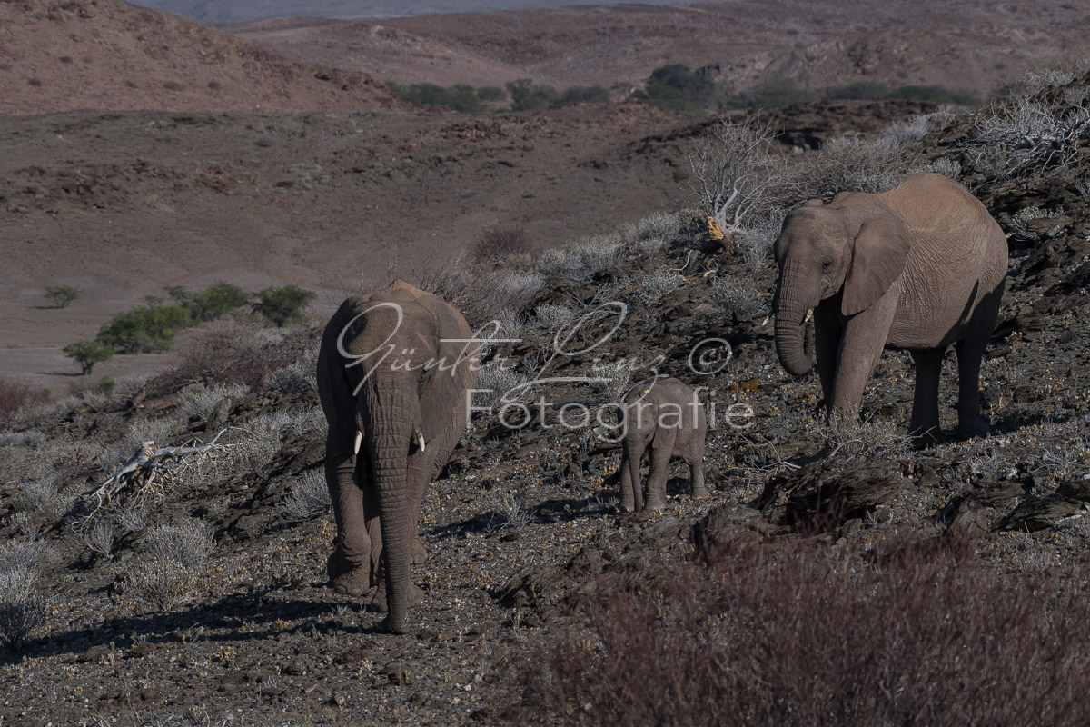 Wüstenelefanten, Damaraland