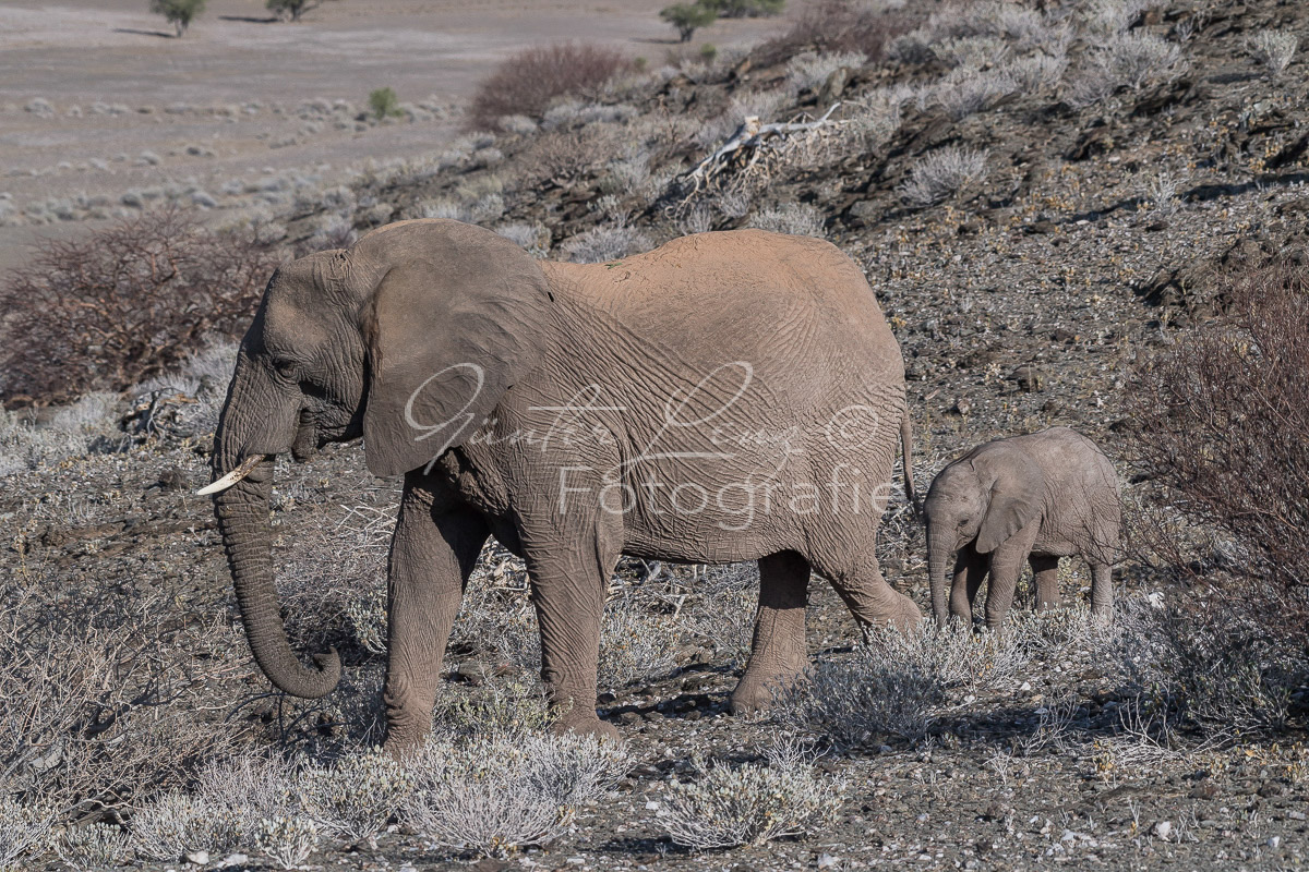 Wüstenelefanten, Damaraland
