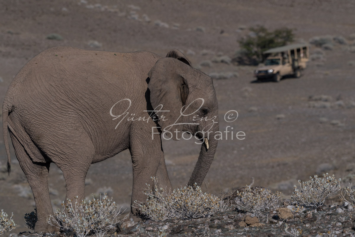 Wüstenelefanten, Damaraland