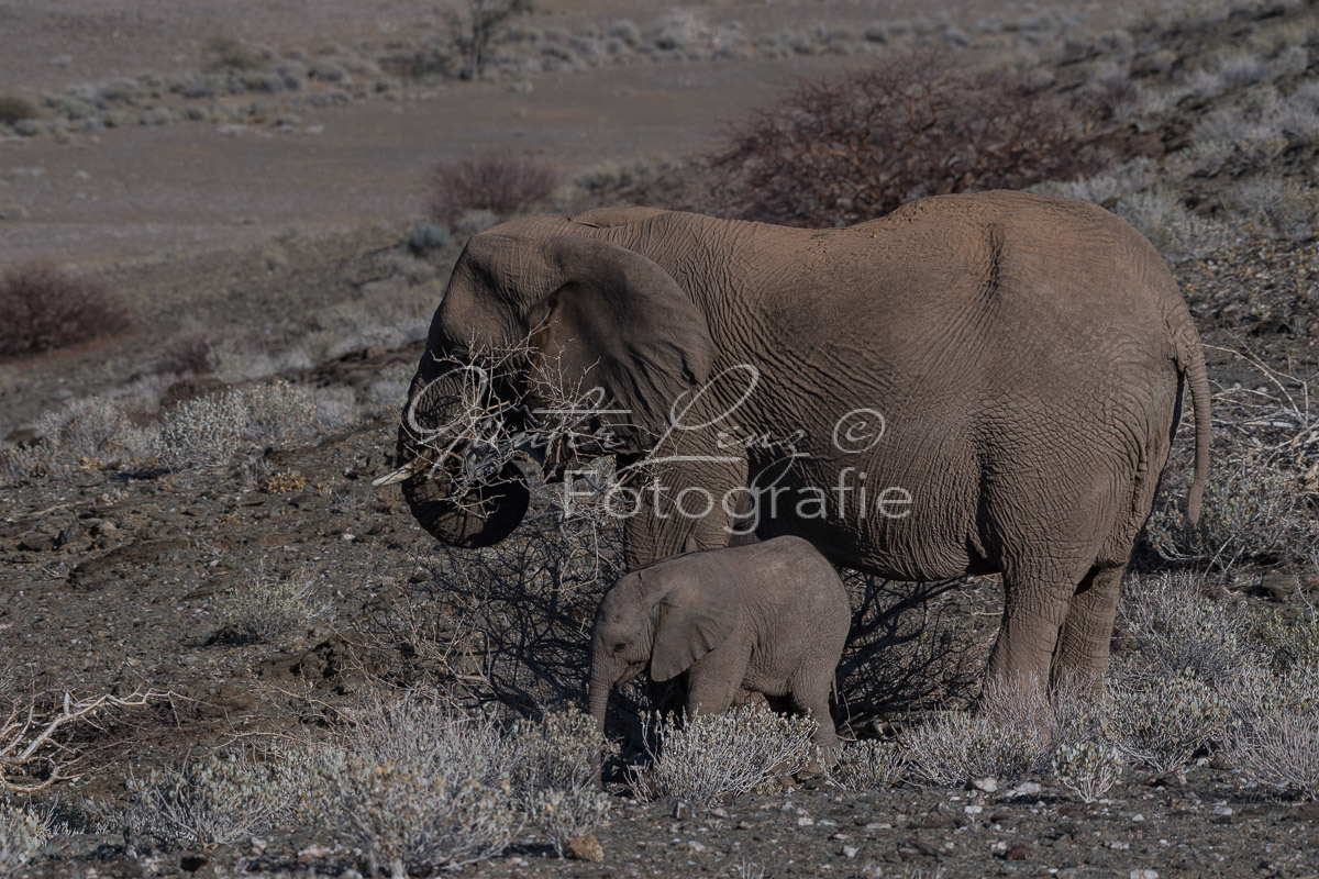 Wüstenelefanten, Damaraland