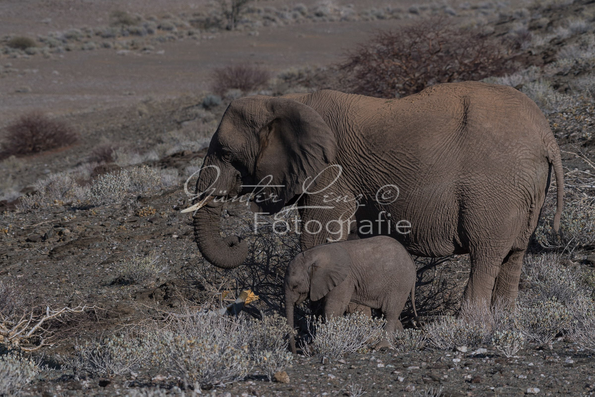 Wüstenelefanten, Damaraland