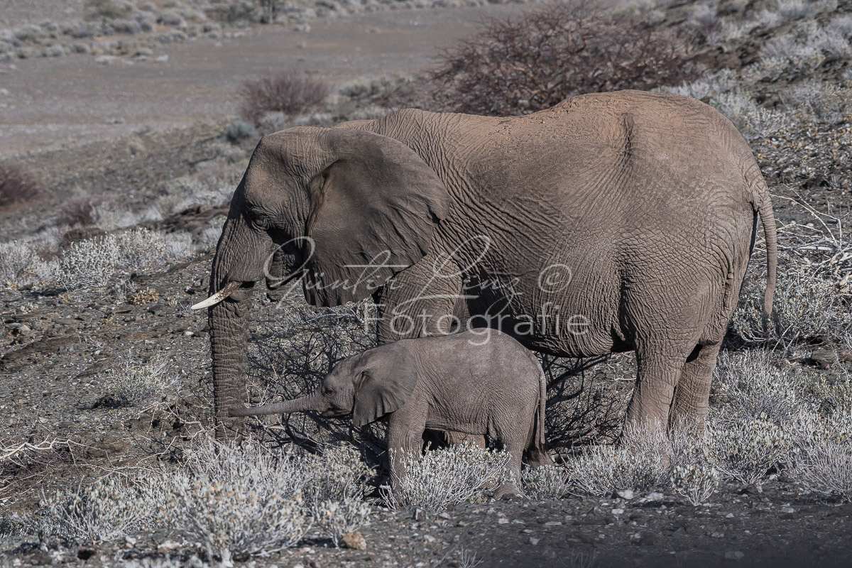 Wüstenelefanten, Damaraland