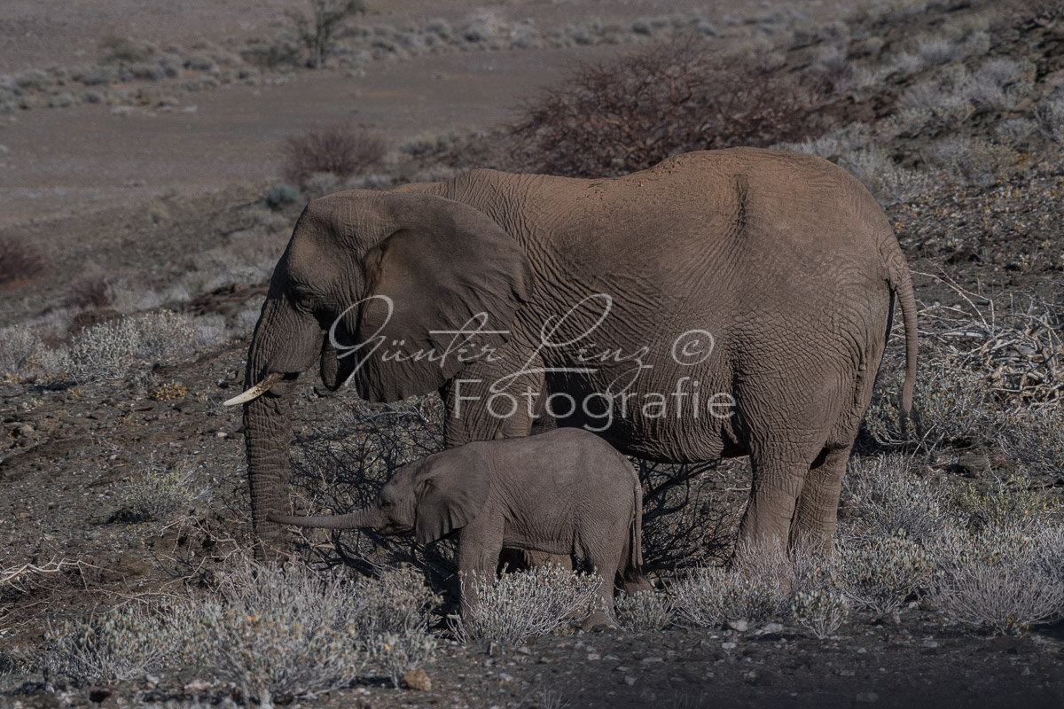 Wüstenelefanten, Damaraland