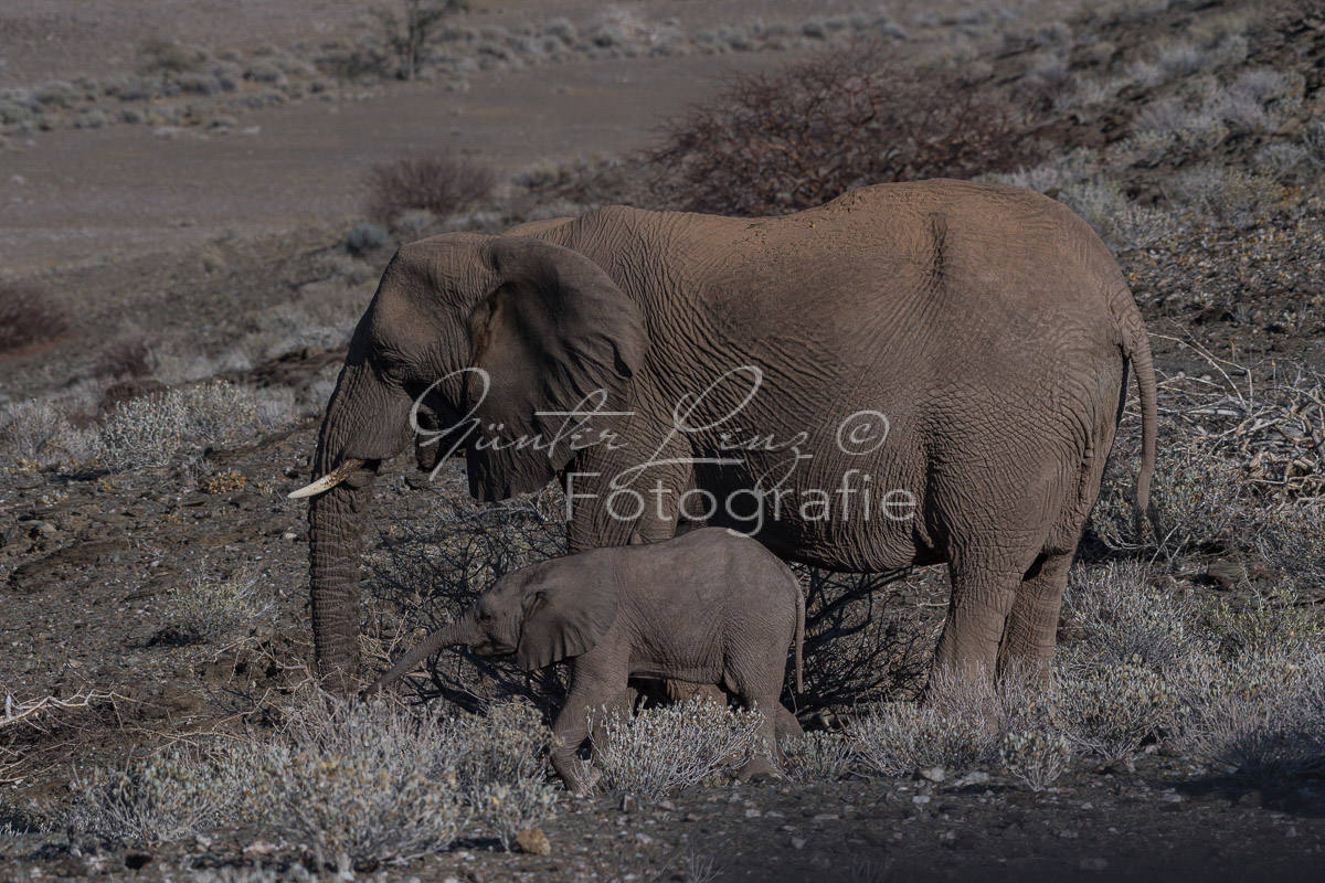 Wüstenelefanten, Damaraland
