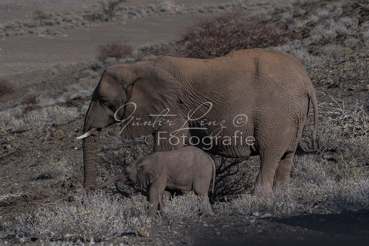 Wüstenelefanten, Damaraland
