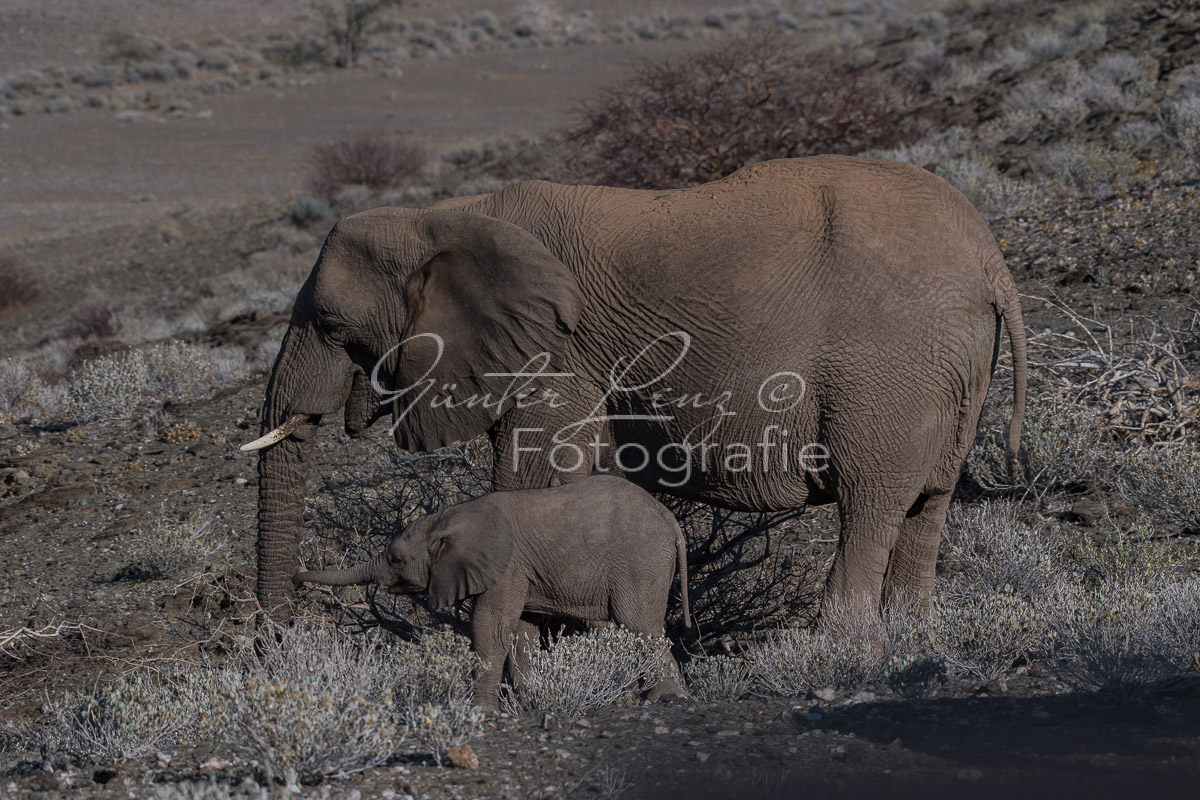 Wüstenelefanten, Damaraland