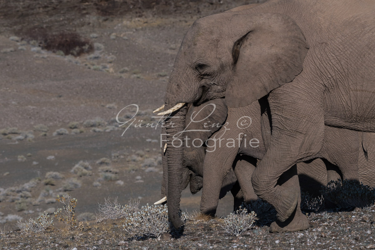 Wüstenelefanten, Damaraland