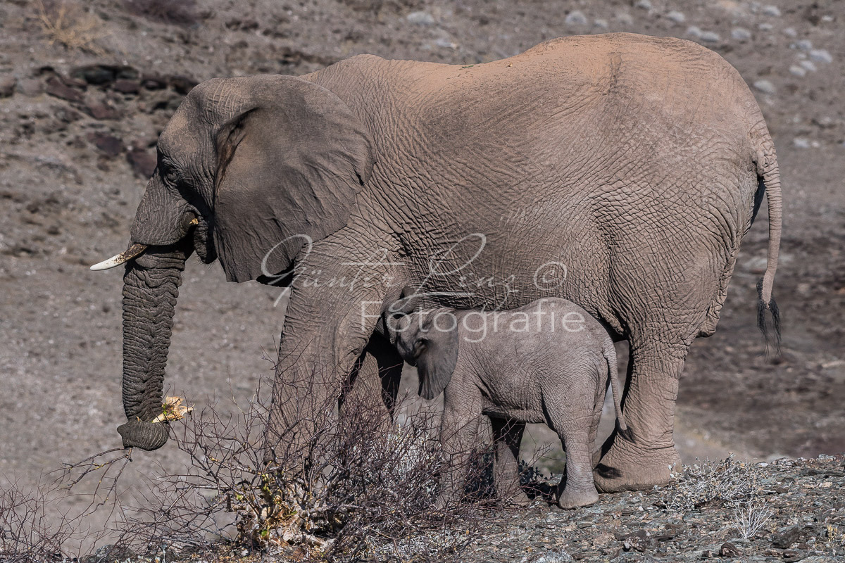 Wüstenelefant Kuh säugt Baby