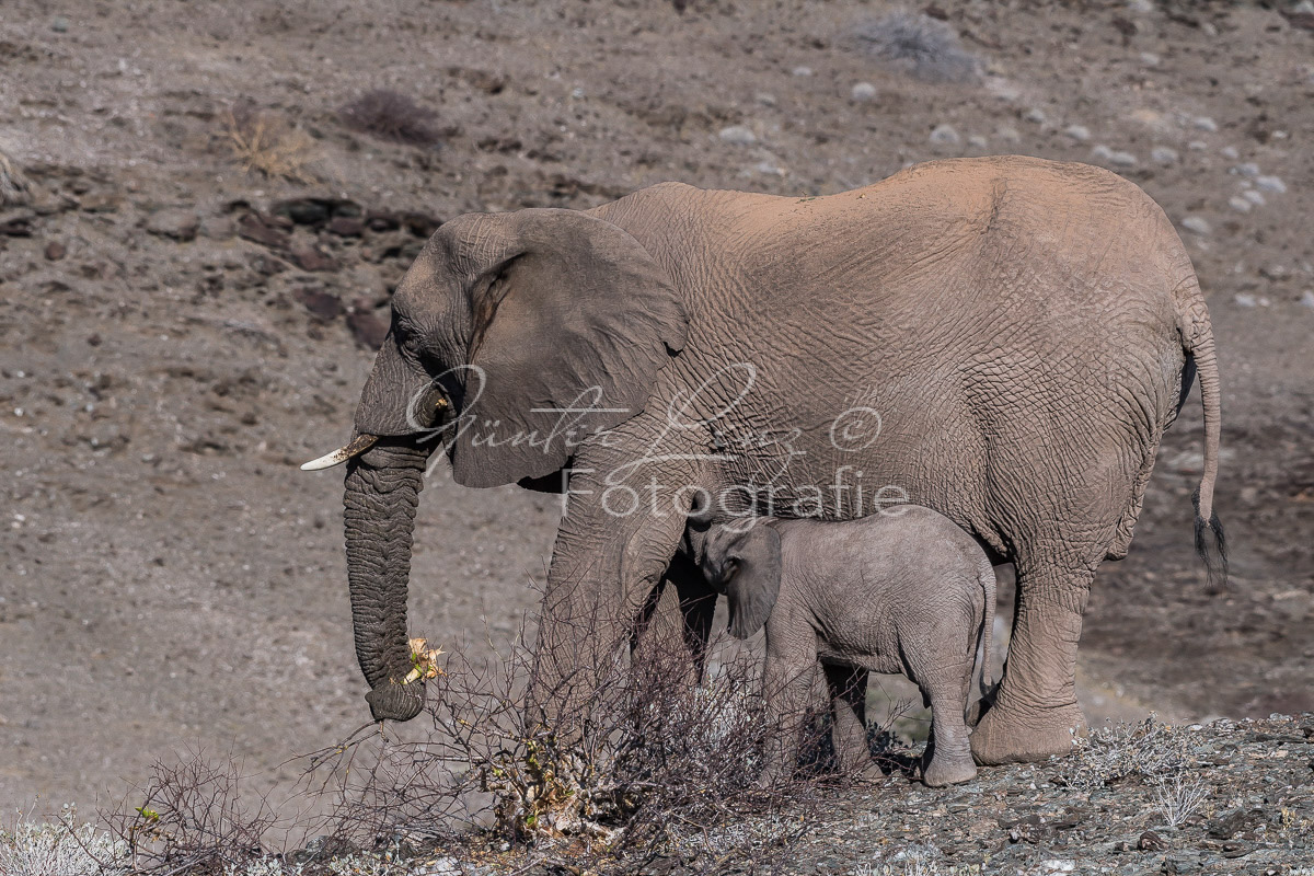 Wüstenelefant Kuh säugt Baby