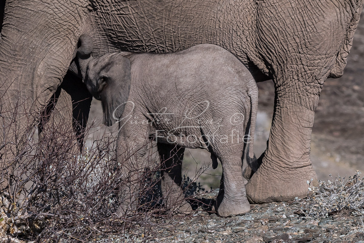 Wüstenelefant Kuh säugt Baby
