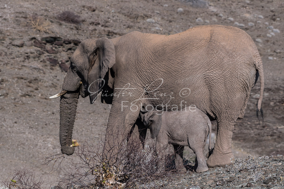 Wüstenelefant Kuh säugt Baby