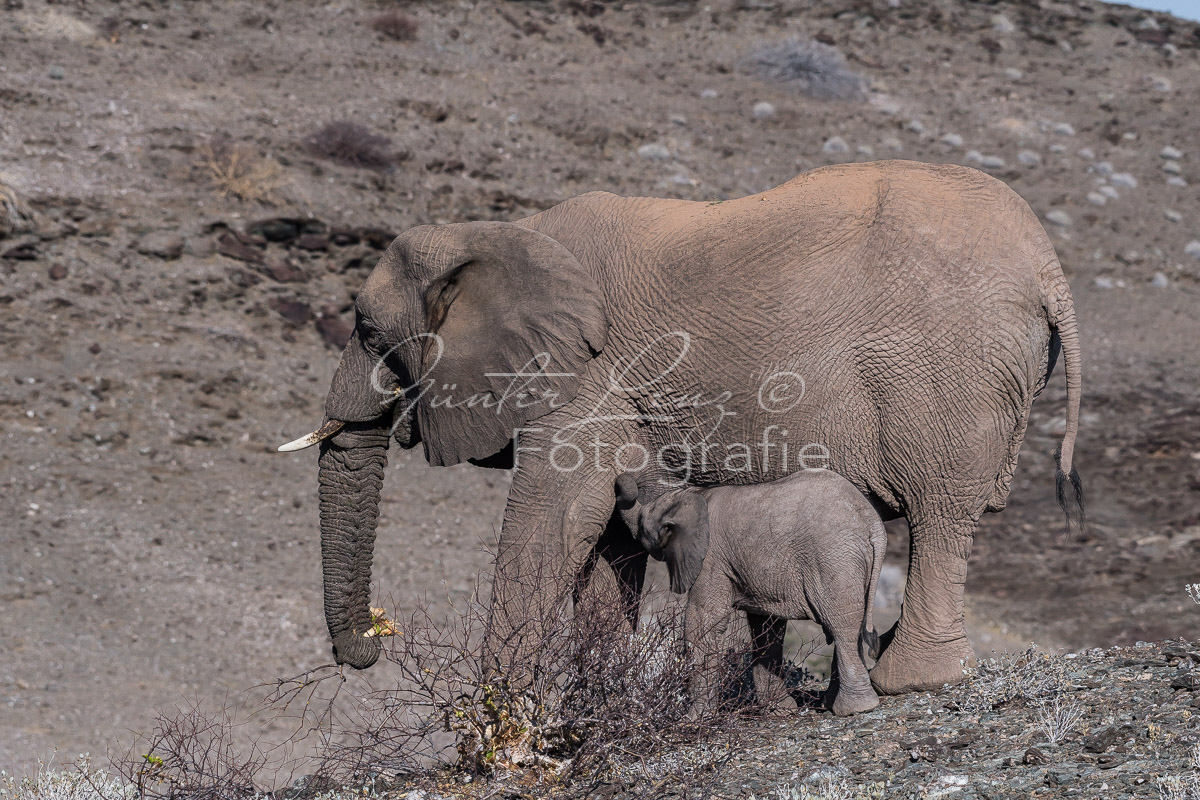 Wüstenelefant Kuh säugt Baby