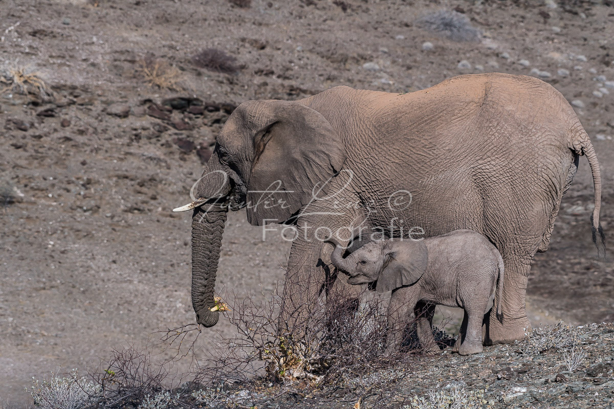 Wüstenelefanten, Damaraland