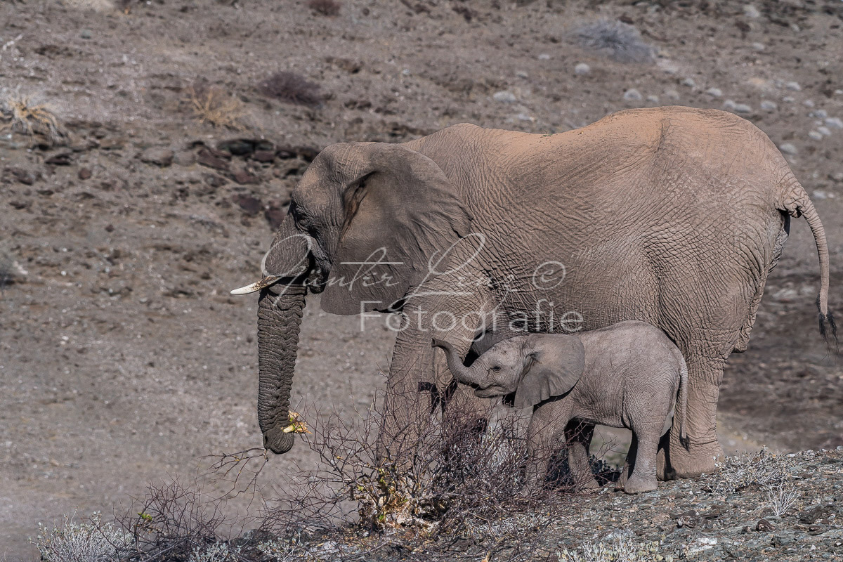 Wüstenelefanten, Damaraland