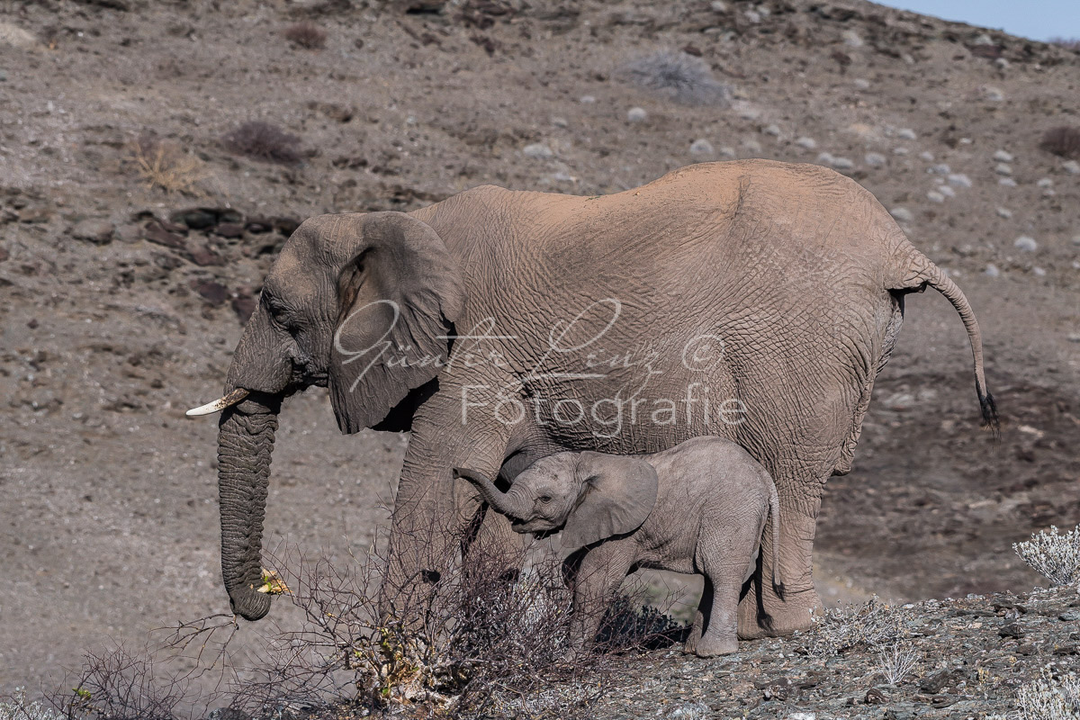 Wüstenelefanten, Damaraland