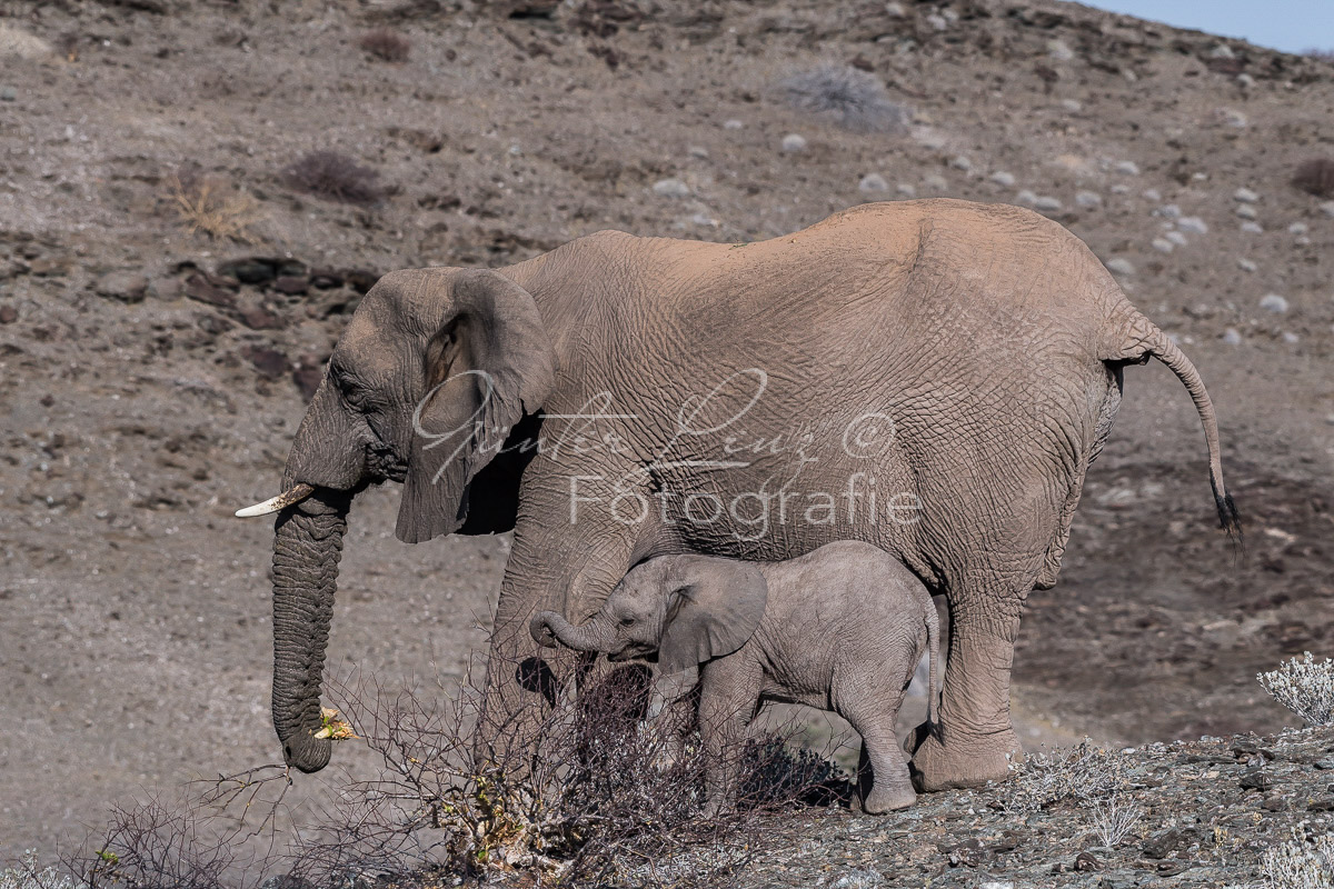 Wüstenelefanten, Damaraland