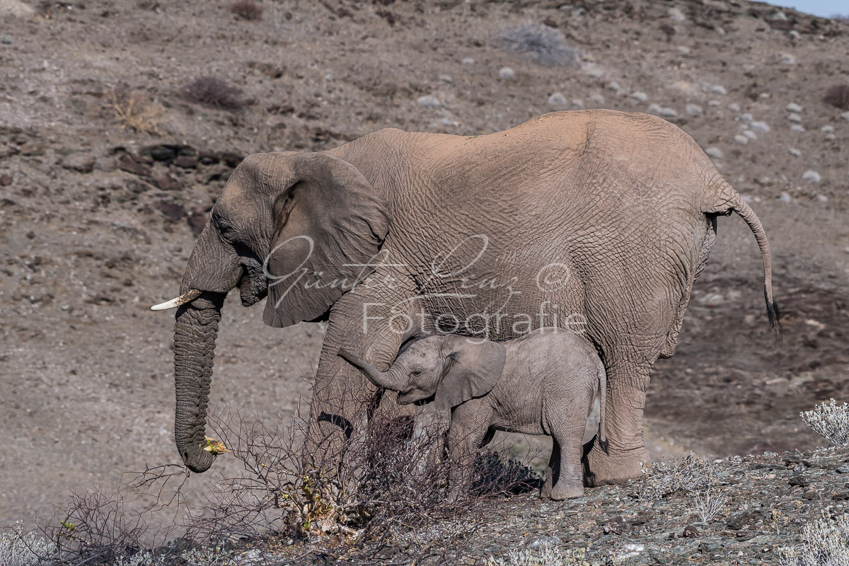 Wüstenelefanten, Damaraland