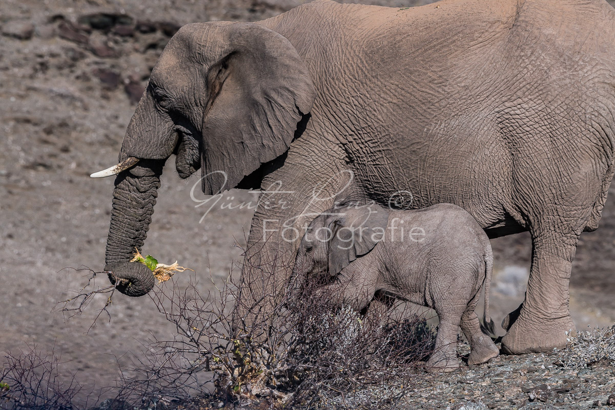 Wüstenelefanten, Damaraland
