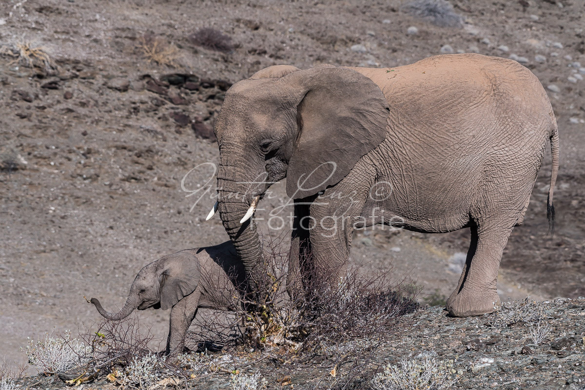 Wüstenelefanten, Damaraland