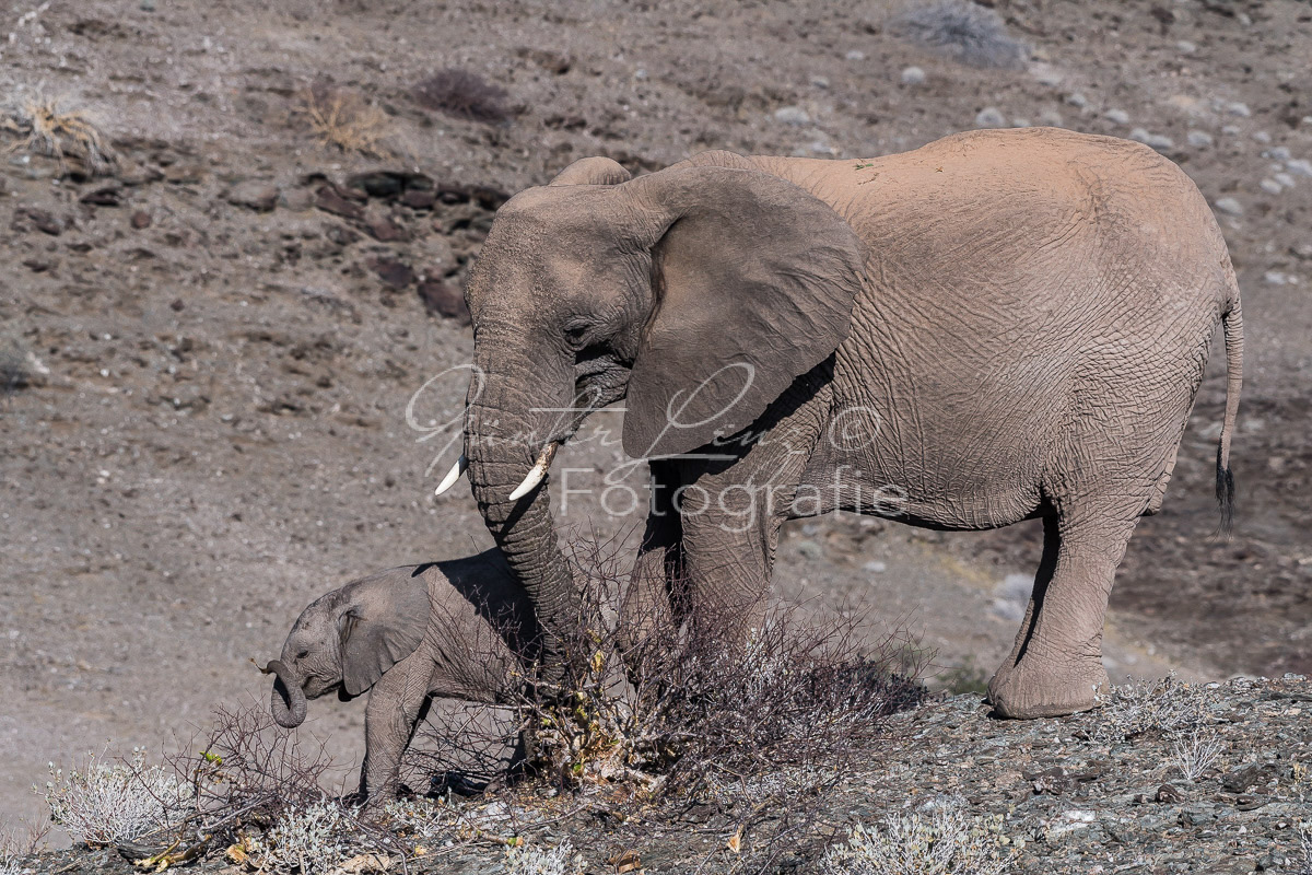 Wüstenelefanten, Damaraland