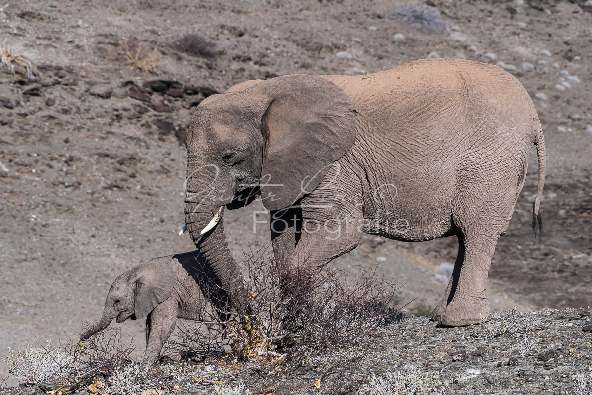 Wüstenelefanten, Damaraland