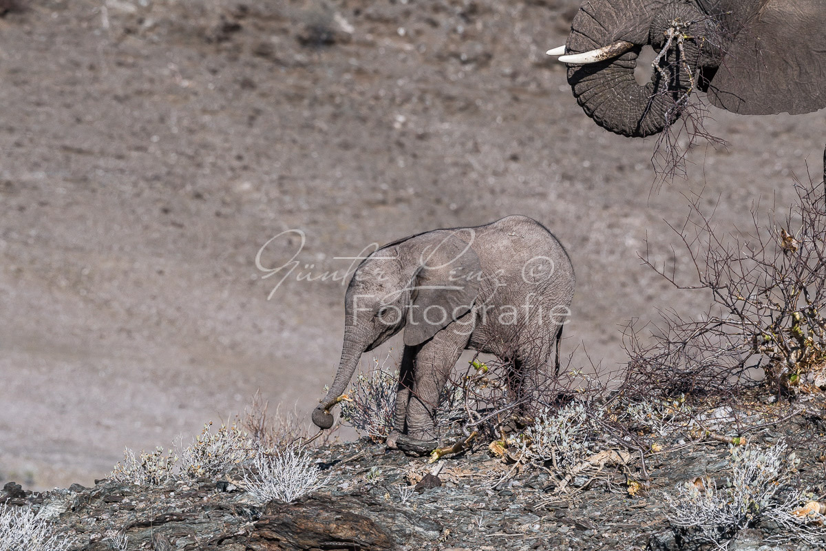 Wüstenelefanten, Damaraland