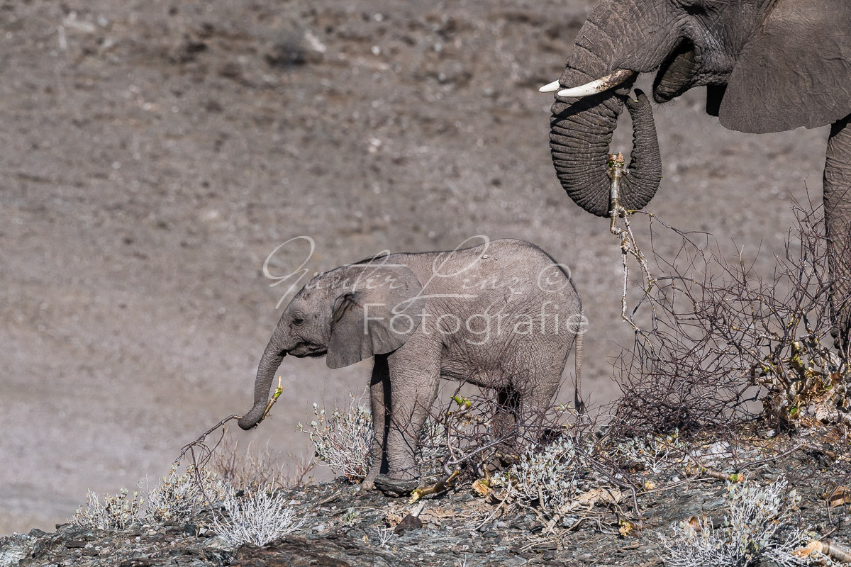 Wüstenelefanten, Damaraland