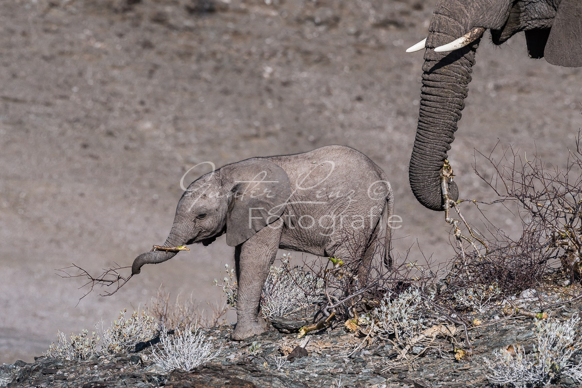 Wüstenelefanten, Damaraland