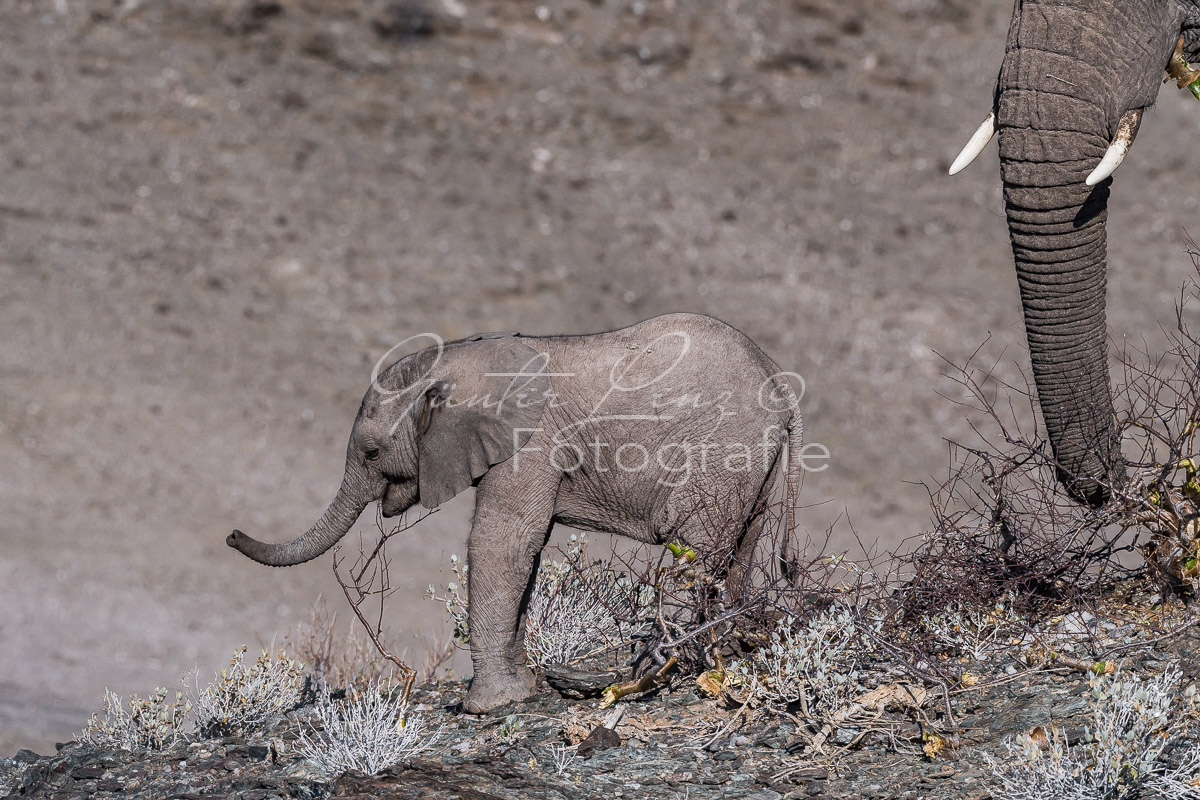 Wüstenelefanten, Damaraland