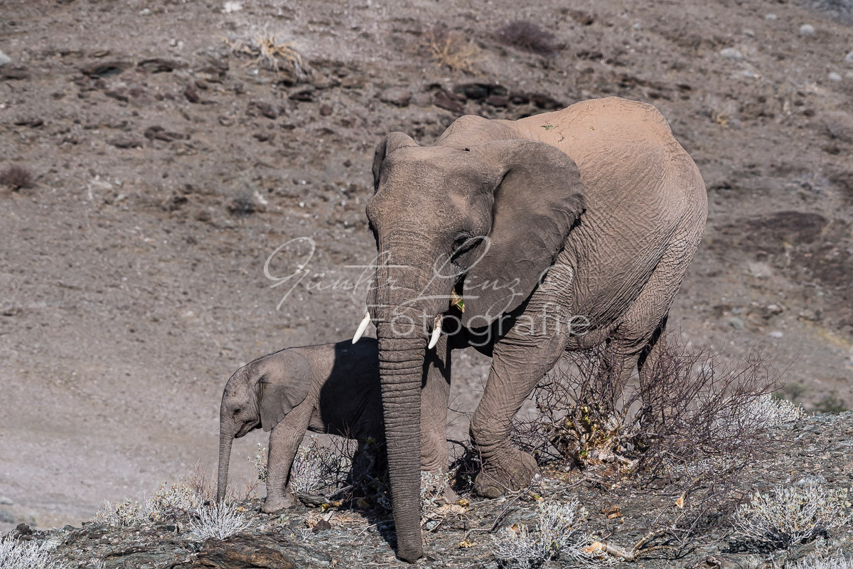 Wüstenelefanten, Damaraland