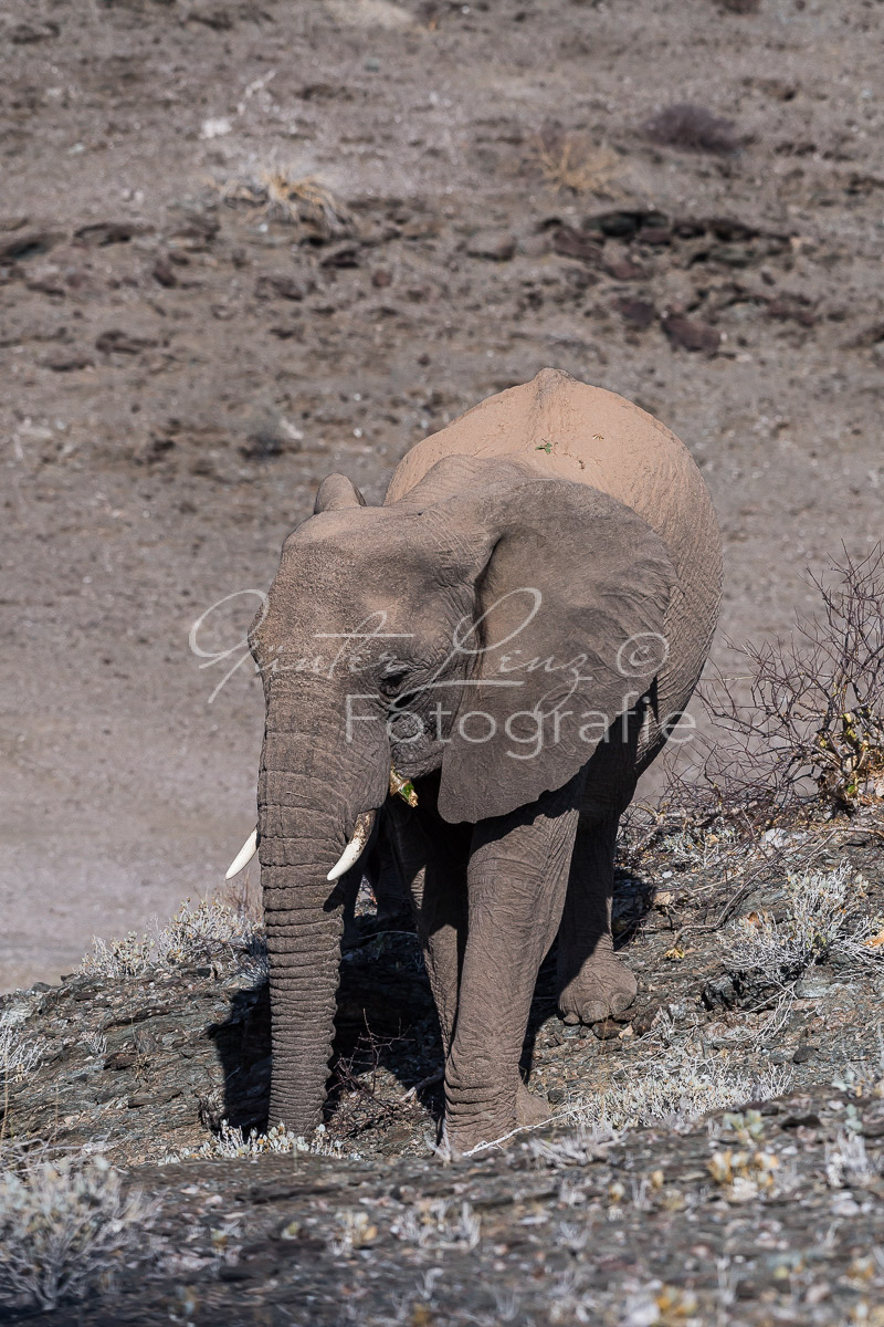 Wüstenelefanten, Damaraland