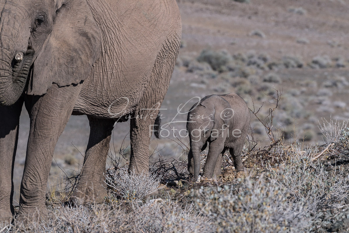 Wüstenelefanten, Damaraland